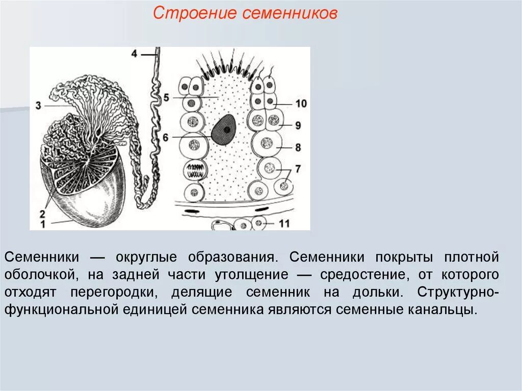 В состав какого органа входит изображенное