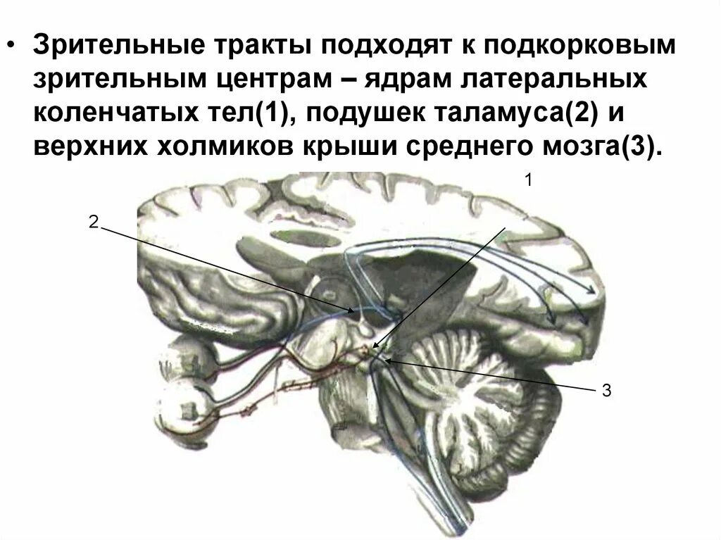 Подкорковый центр зрения находится. Зрительный нерв периферический отдел. подкорковые центры зрительного нерва. подкорковые зрительный нерв. центральный отдел зрения.