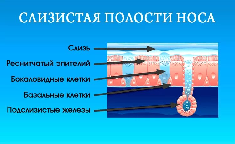 Бокаловидные клетки слизистой носа. Реснитчатый эпителий слизистой носа. Эпителий слизистой оболочки носа. Эпителий слизистой оболочки носовой полости. Запах железа носу железы