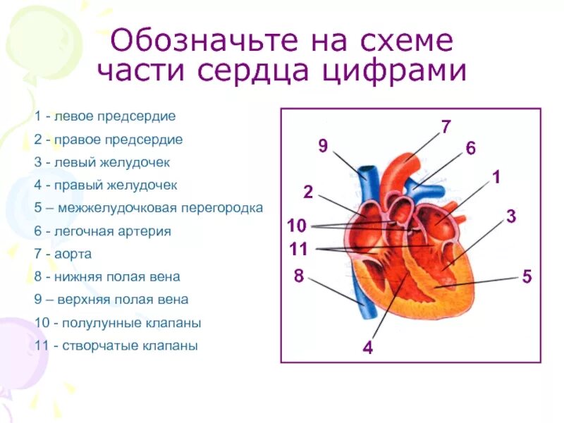 На рисунке изображена схема сердца человека. На рисунке изображена схема сердца человека