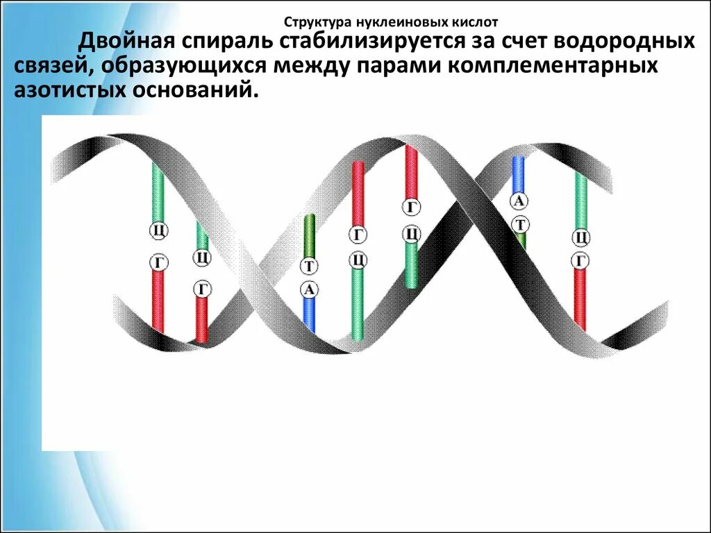 12 цепей днк. Нуклеиновые кислоты строение цепь. Матричный Синтез ДНК биохимия. Матричная РНК нуклеотидная последовательность. Цепь ДНК.