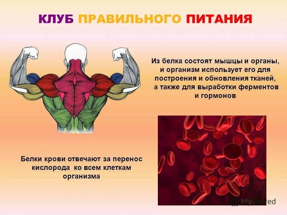Мышечное волокно миофибриллы саркомер. Сократительные белки мышечного волокна. Мышечный белок 5. Белки мышц функции. Функции белков актина и миозина.