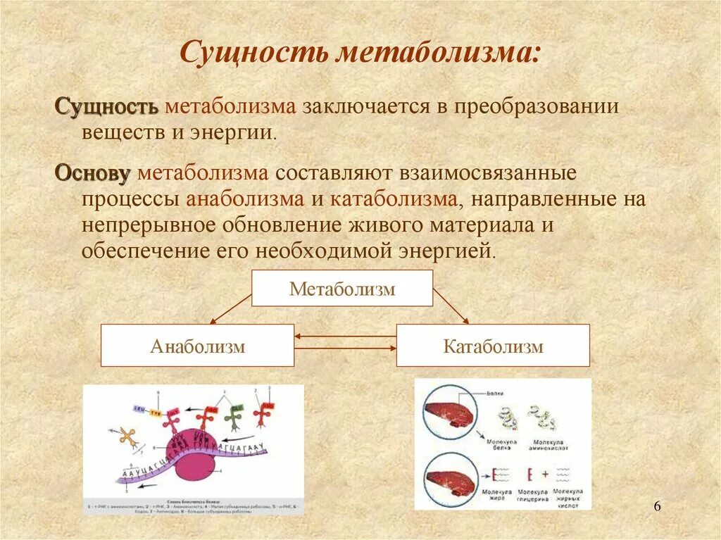 Энергетическим обменом является. Сущность обмена веществ. Сущность метаболизма. Сущность метаболизма заключается в. Сущность процессов метаболизма.