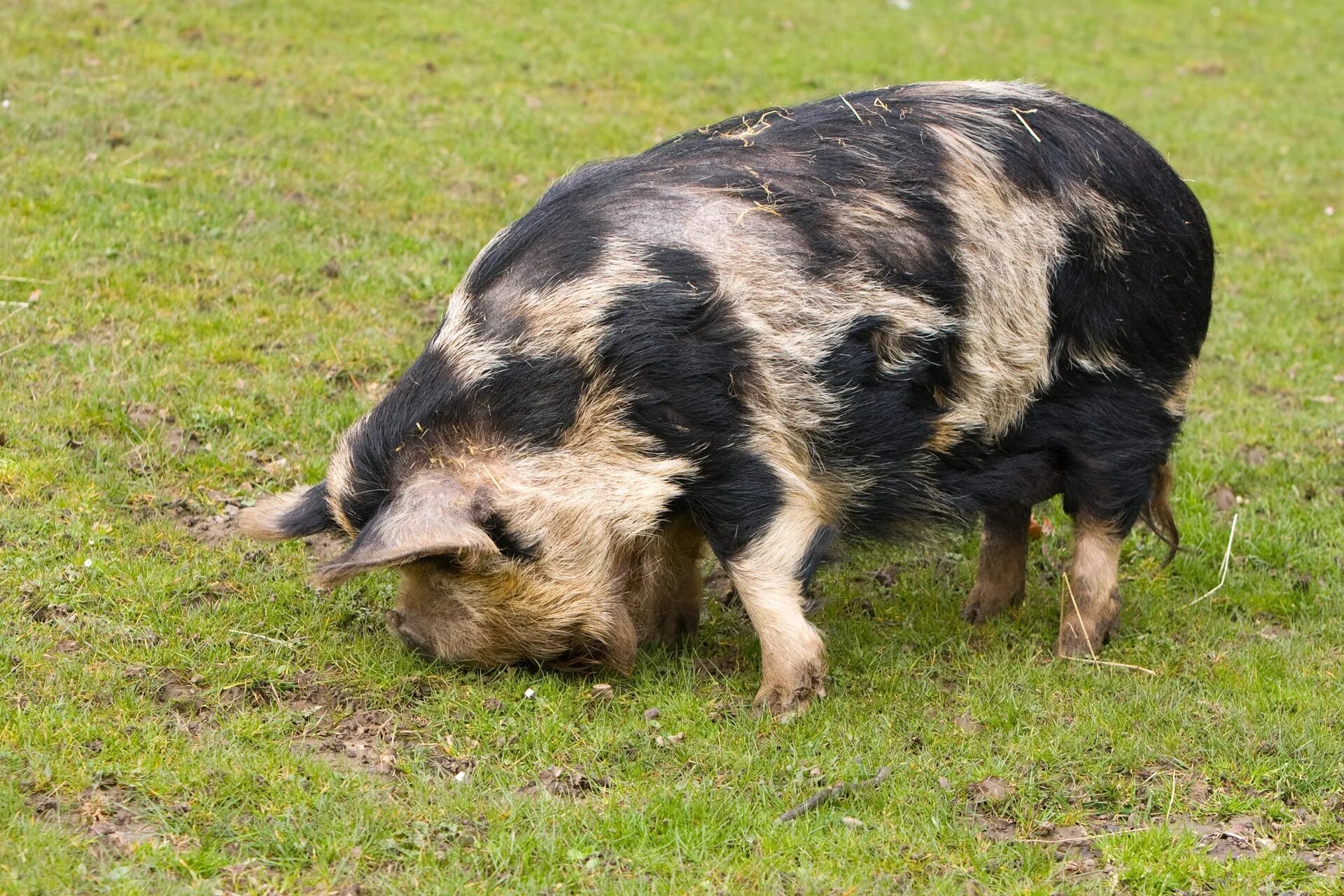 Big pig. Темворс порода. Кунекуне порода свиней. Свинья Темворс. Поросята большие.