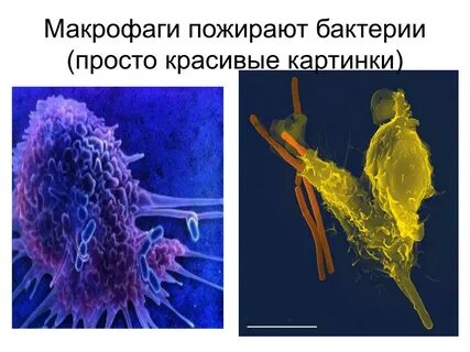 Макрофаги бактерия