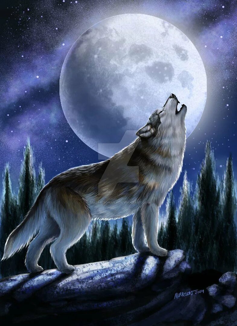 Волк воет на луну. Воющий волк. Волк одиночка. Одинокий волк.