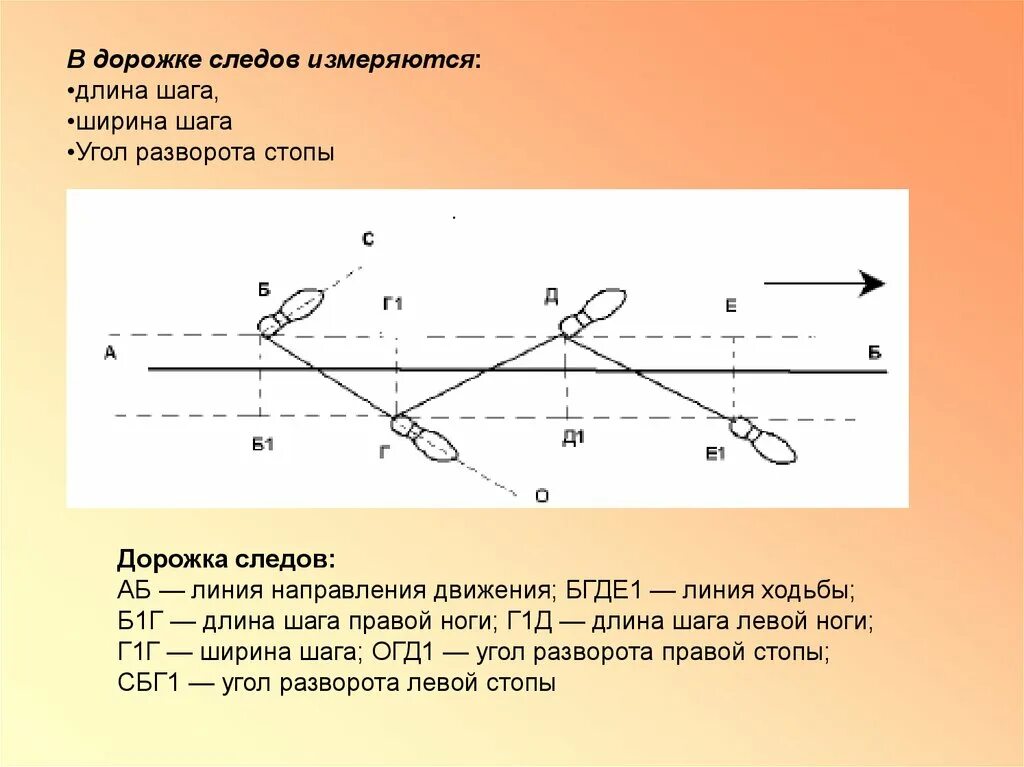 Элементы дорожки следов ног. Схему измерения дорожки следов ног. Схема дорожки следов криминалистика. Параметры измерения дорожки следов ног. Дорожки следов ног человека криминалистика.