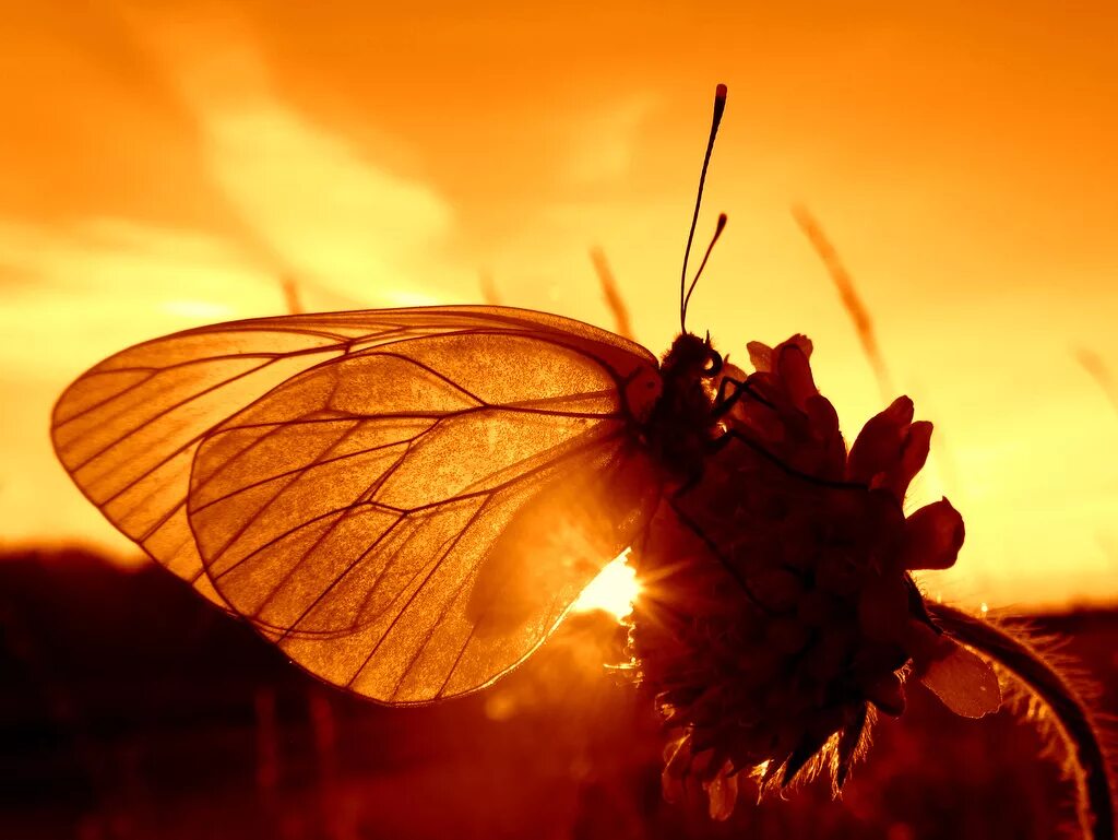 Бабочки. Природа солнце бабочки. Поле с бабочками. Нежные солнечные цветы. Лето бабочки.