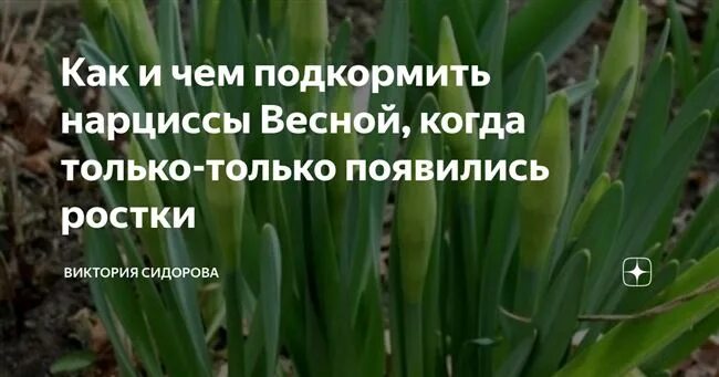 Чем подкормить нарциссы весной. Подкормка нарциссы. Чем подкормить тюльпаны весной. Чем подкормить нарциссы и тюльпаны весной.