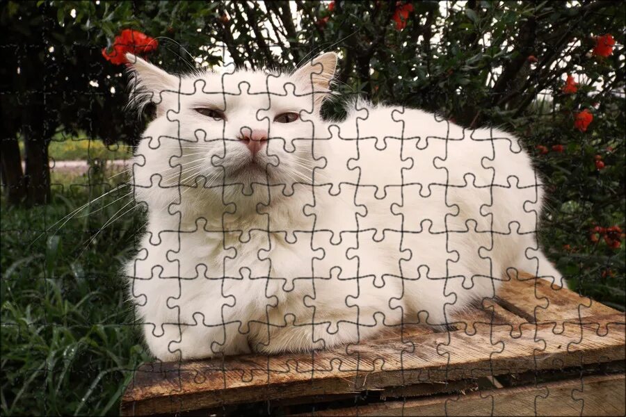 Живая белая кошка. Кошка белая. Белая кареглазая кошка. Злой белый кот. Белый кот гладкий