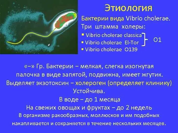 Известно что холерный вибрион вид подвижных. Холерный вибрион характеристика. Холерный вибрион это бактерия. Холера этиология. Возбудитель холеры относится к группе.