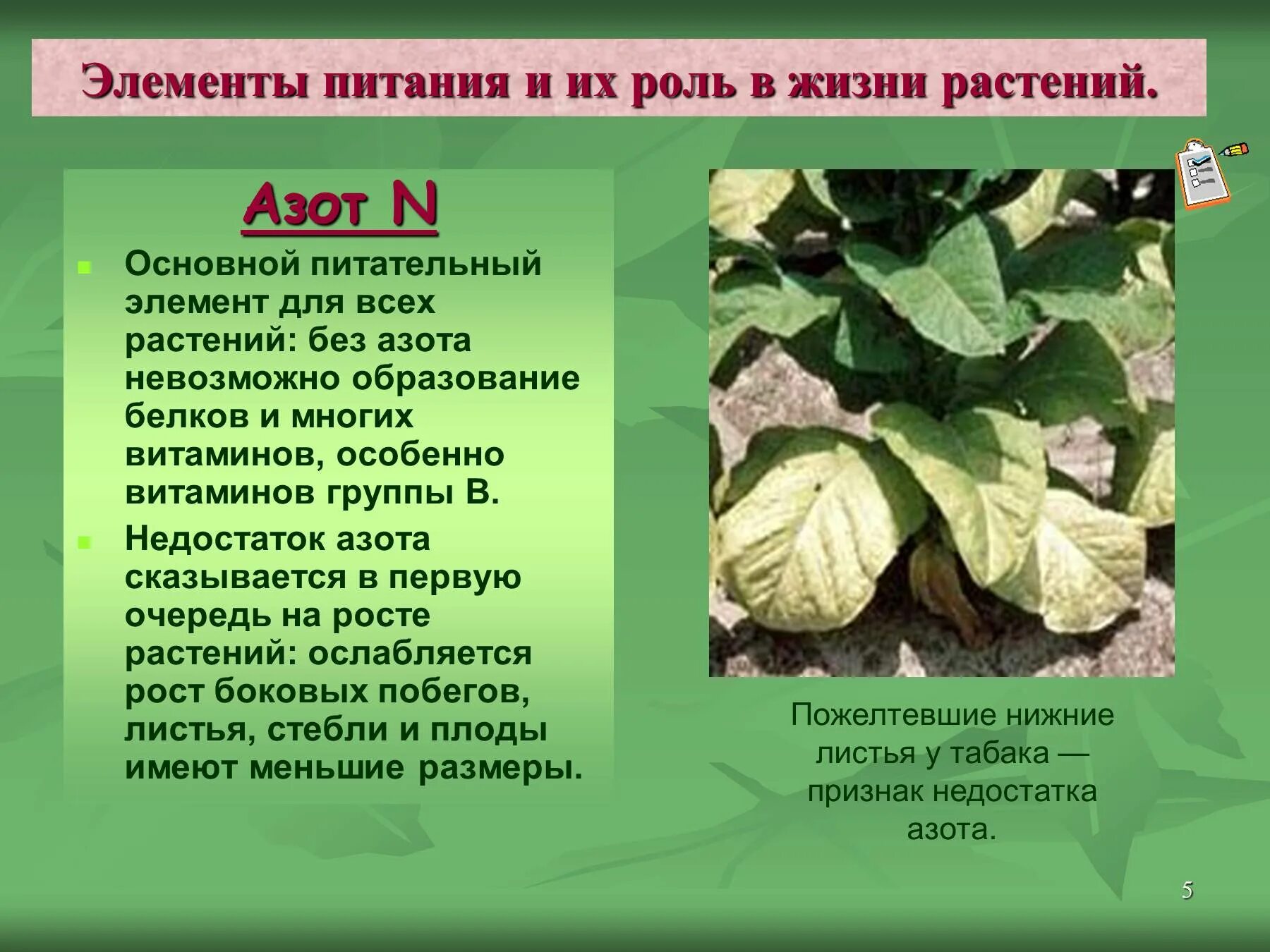 Роль элементов в растениях. Роль азота для растений. Для чего нужен азот растениям. Влияние удобрений на растения. Роль азотных удобрений в жизни растений.