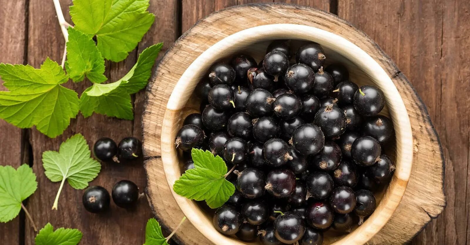 Красная смородина холст масло. Смородина 24. Смородина красная натали 1-летка окс. Смородина чёрная. Черная смородина дикая лесная.