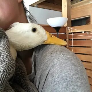 Fluffing duck