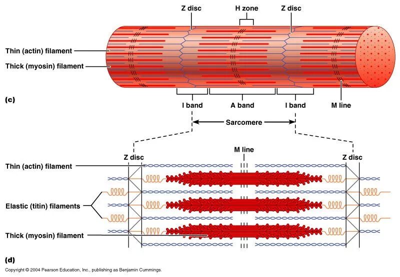 Схема саркомера миофибриллы мышечного волокна. Саркомер скелетной мышцы. Строение саркомера мышечного волокна. Строение саркомера мышечного волокна гистология. Миозин мышечной ткани