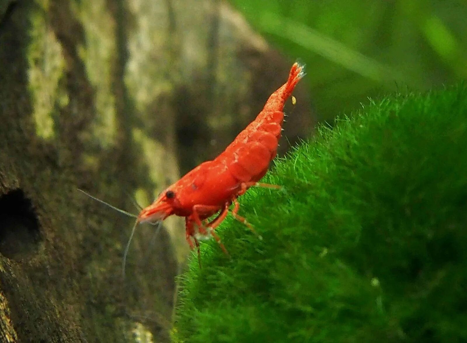 Креветки аквариумные виды. Креветка неокардина вишня. Креветка вишня Red Cherry Shrimp. Креветка черри неокардина. Креветки неокардины черри.