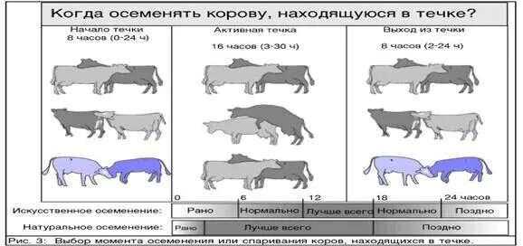 Через сколько приходит в охоту