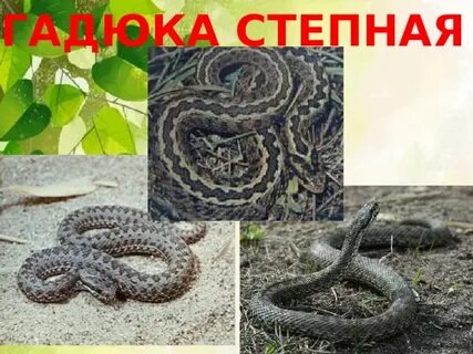 Гадюка степная ростовской