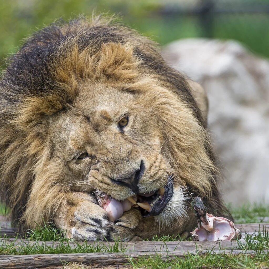Does a lion eat leaves