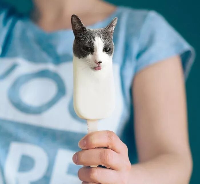 Мороженое и кот. Котик мороженое. Котик с едой. Коты и мороженое. Коты мороженщик