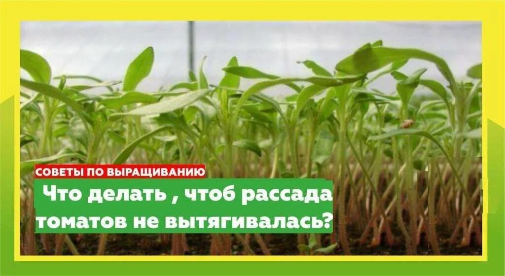 Рассада помидор вытянулась. Чтобы рассада не вытягивалась. Подкормка чтобы рассада не вытягивалась. Удобрение для помидор чтобы не вытягивалась рассада.