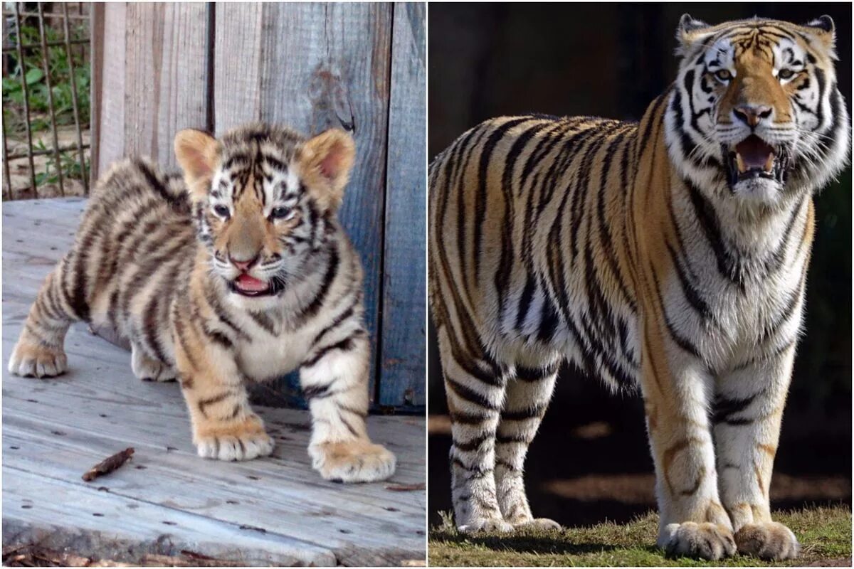 Амурский и бенгальский тигр. Тигр окрас. Различия видов тигров. Подвиды тигров. Бенгальский тигр подвид тигра