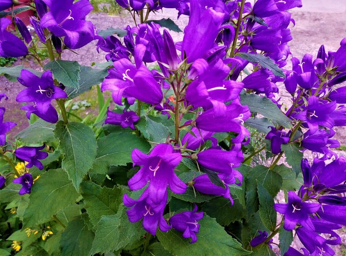 Колокольчик Кампанула многолетний. Кампанелла цветок садовый. Кампанула Садовая. Колокольчик Кампанула многолетний садовый цветок. Колокольчик многолетник