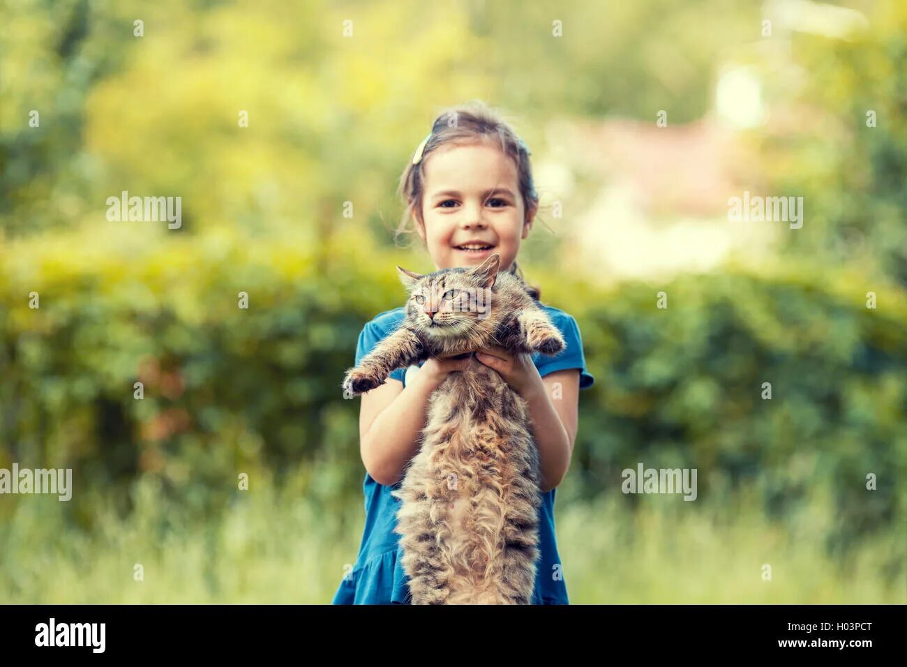Фотосессия с котом. Девочка держит кота. Британская кошка девочка. Девочка держит кота. Девочка с кошкой на руках.