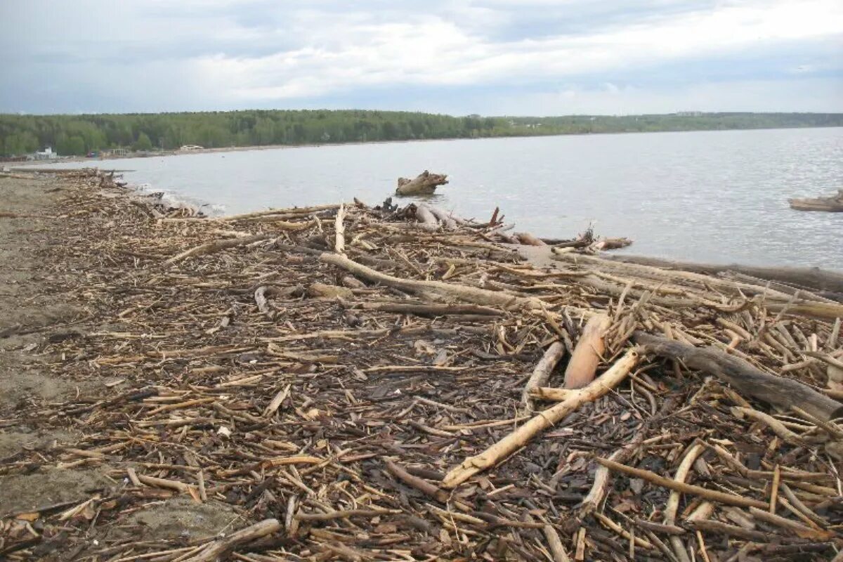 Почему закрыли море. Топляк на берегу. Топляк что это в море. Беломорский топляк. Обское море пляж топляк.