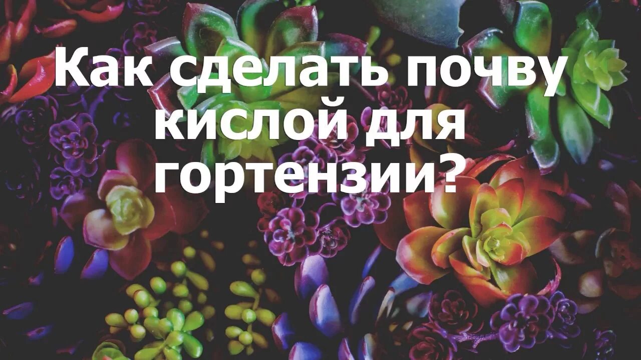 Как сделать кислую почву для гортензии. Чем закислить почву для гортензии. Закислитель почвы для гортензии. Как окислить почву для гортензии.