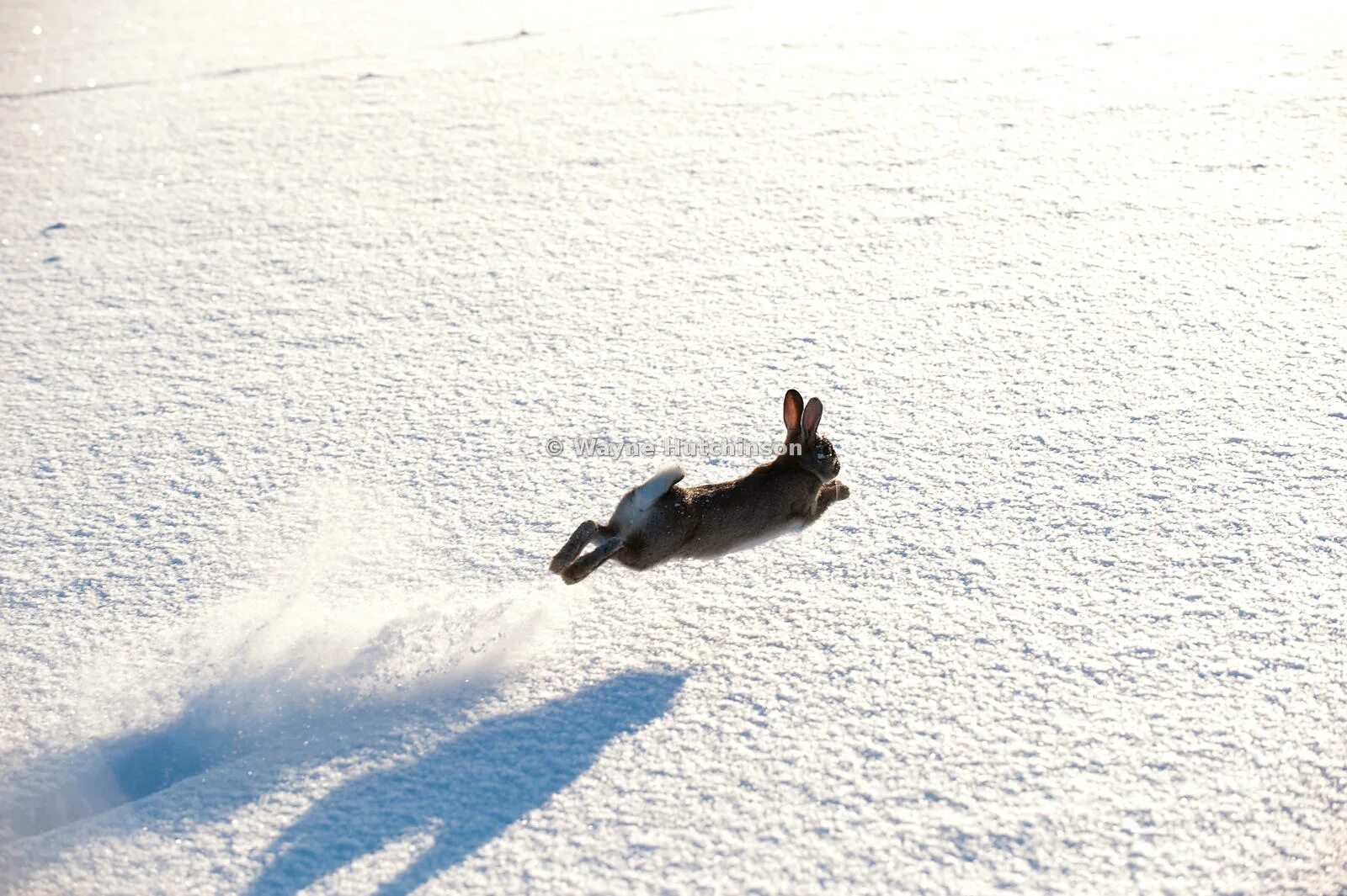 Снег голодный. Snow Rabbit. Running Rabbit.