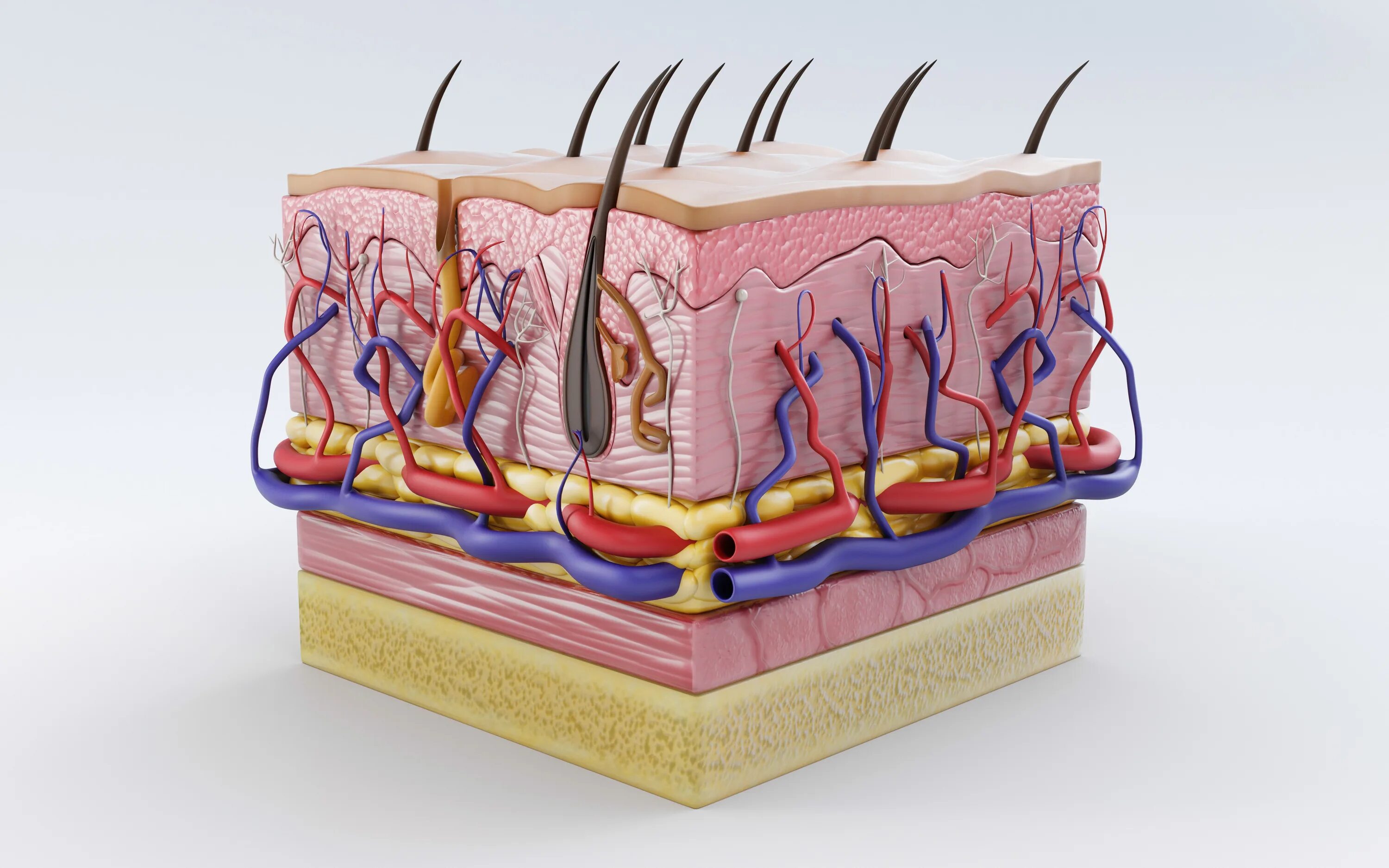 3 skin layers