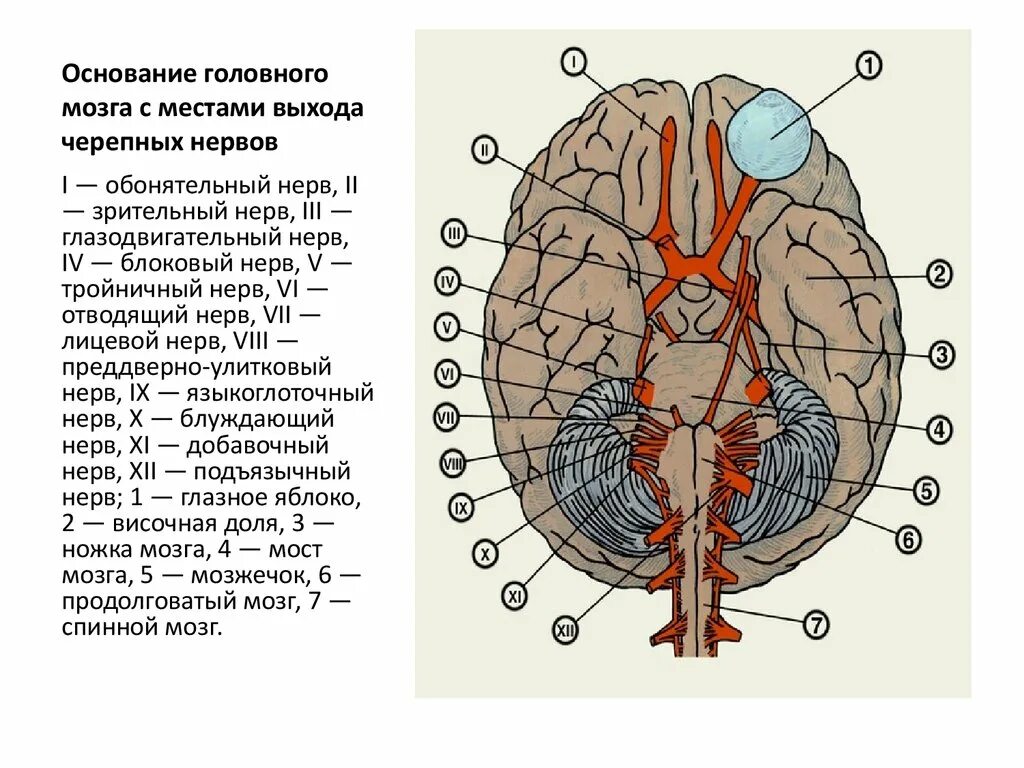 Корешки черепных нервов. Основание головного мозга и выход Корешков черепных нервов. Выход черепных нервов из черепа схема. Основание головного мозга и места входа Корешков черепных НЕРВОО. Глазодвигательный нерв место выхода из мозга.