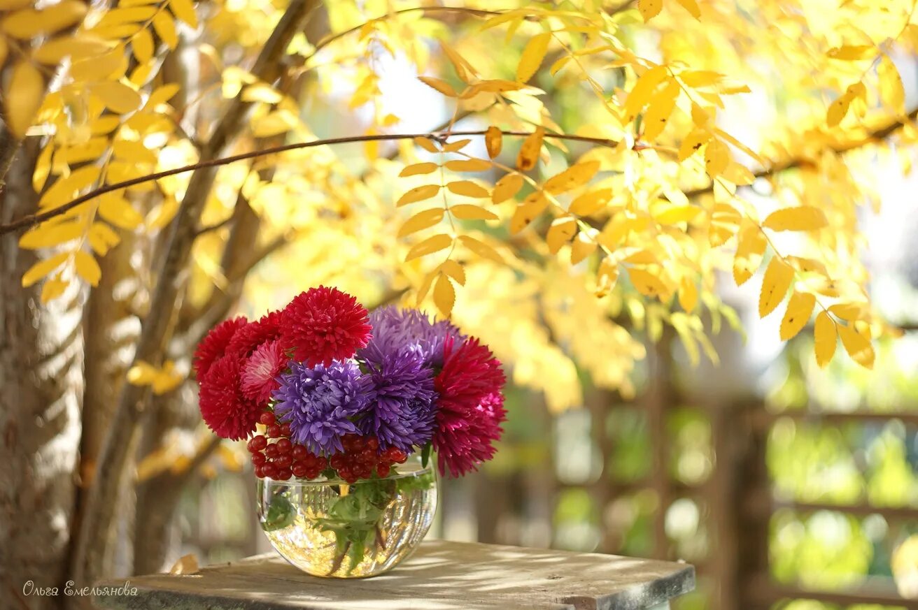 Ариэль Бюто цветы осени. Осенние цветы. Яркие осенние цветы. Осенние цветы в саду.