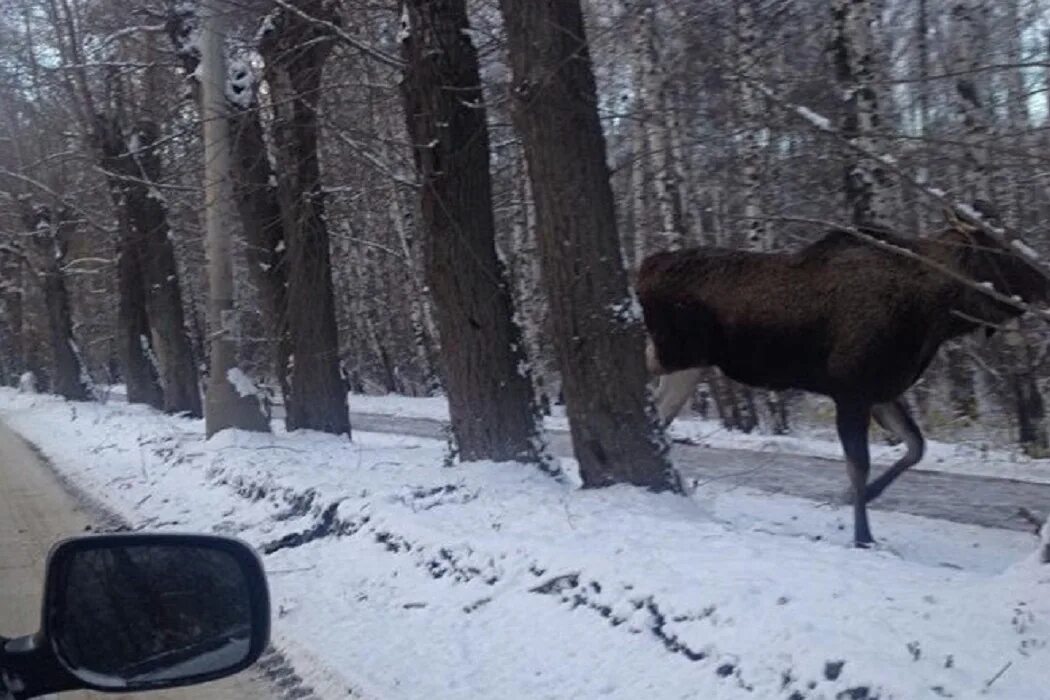 Лось на дороге зимой. Встреча человека с лосем. Лоси в центре города Екатеринбург. Лось через дорогу зимой.