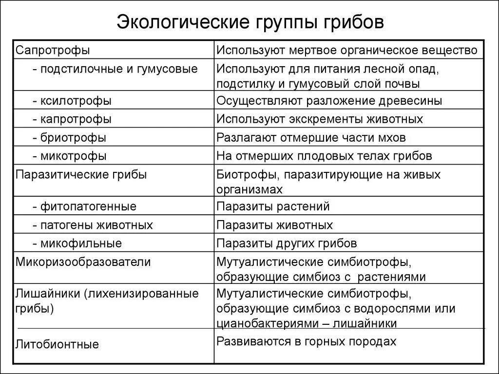 Какие экологические группы образуют грибы