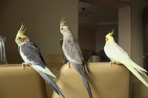 Корелла утро