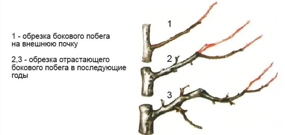 Можно ли обрезать нижние ветки. Схема обрезки плодовых деревьев весной. Принципы обрезки плодовых деревьев схема. Чашевидная формировка яблони. Схема обрезки плодовых деревьев осенью.