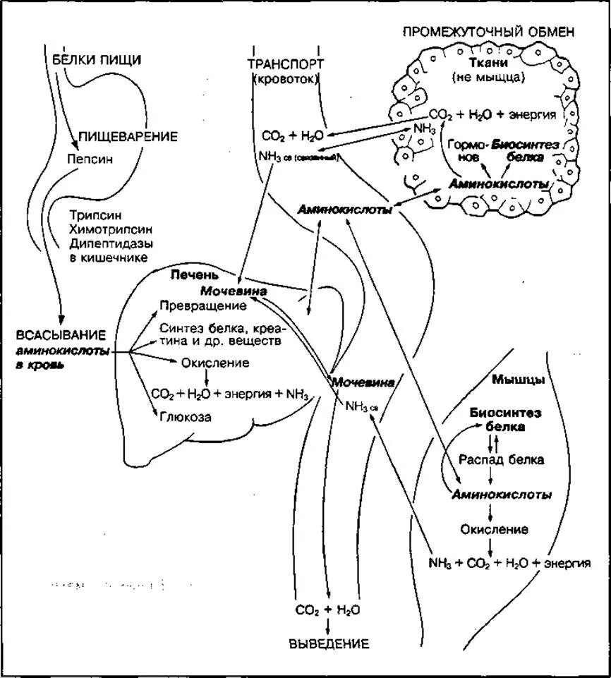 Обмен белков биология. Схема белкового обмена в организме. Схема промежуточного обмена белков в организме. Схема белкового обмена в организме человека. Этапы белкового обмена схема.