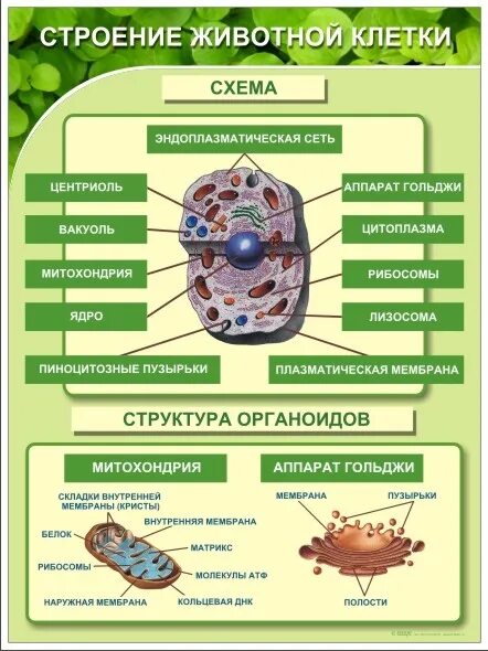 Строение животной клетки таблица. Клетка шпаргалка по биологии. Структура животной клетки таблица. Строение клетки биология таблица.