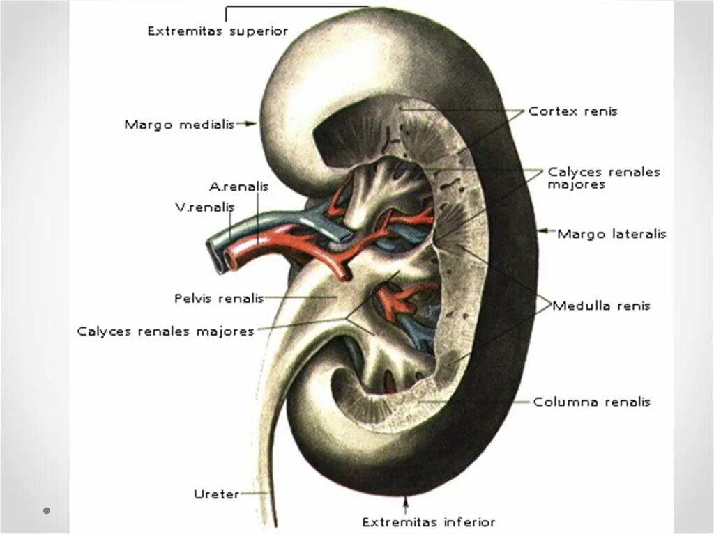 Лоханка латынь. Строение почки анатомия Синельников. Строение почки Синельников. Строение почки атлас. Анатомический атлас почки.