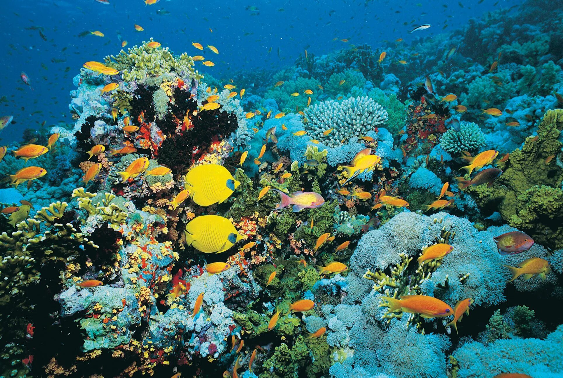 Окружение водой. Рас Мохаммед коралловые рифы. Большой Барьерный риф коралловые полипы. Рас Мохаммед Шарм-Эль-Шейх. Коралловый риф в Австралии.