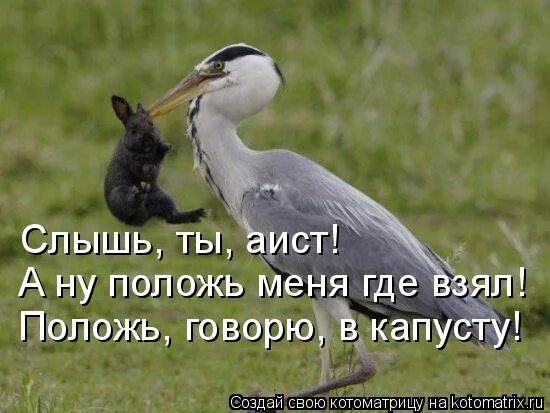 Как правильно говорить класть или ложить. Положь или положи. Положь трубку иван васильевич. Положь или положи. Положь или положи.