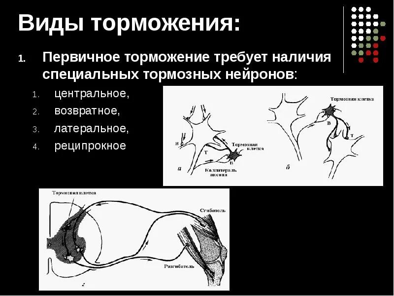 Процесс торможения в коре головного мозга