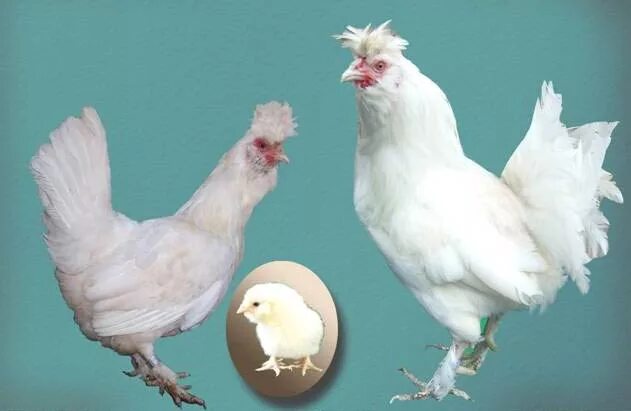 Бентамка курчавая. Ооо генофонд. Генофонд птица. Генофонд птица. Генофонд птица.