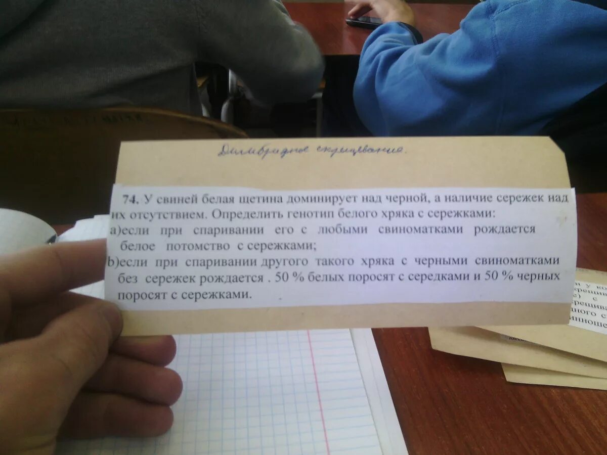 У свиней белая щетина. Белая щетина у свиней доминирует над черной. У свиней черная окраска щетины. У свиней черная окраска щетины. Пучебрюхий грибожуй.