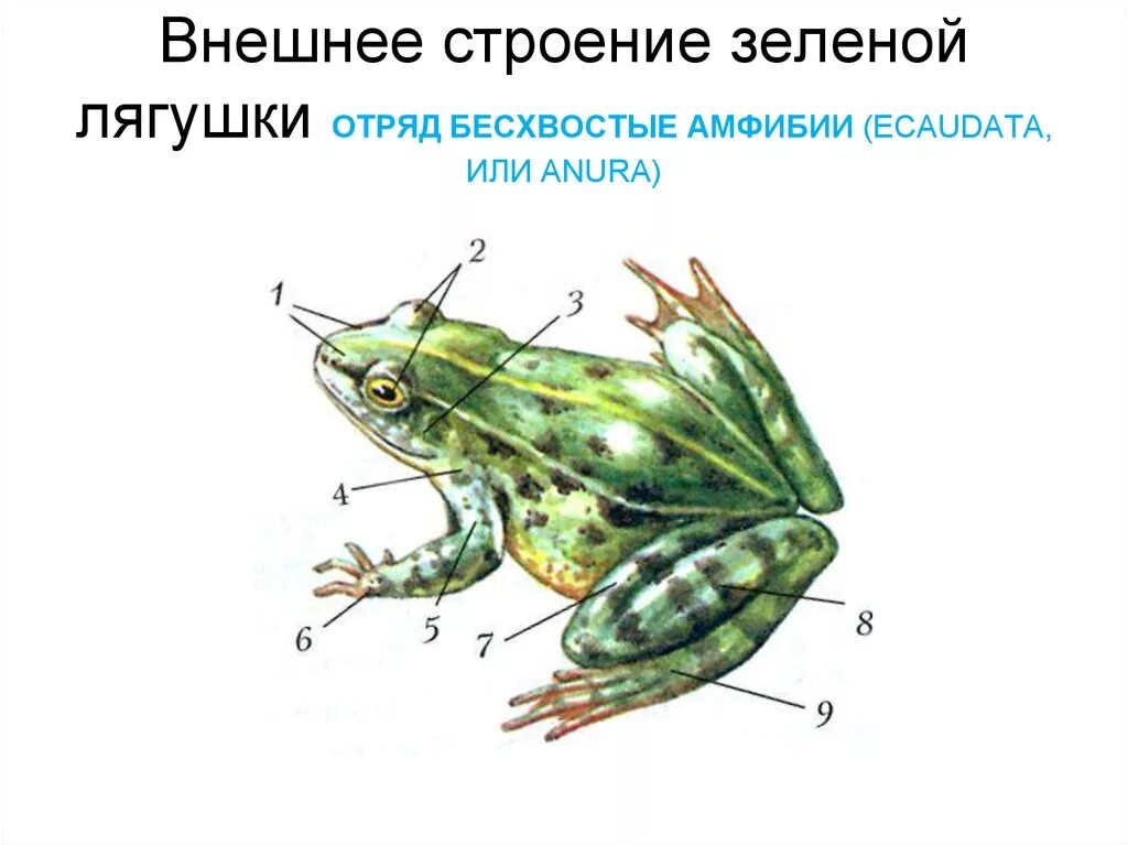 Схема класса земноводные. Внешнее строение лягушки 7. Внешнее строение зеленой лягушки. Бесхвостые амфибии строение. Рисунок внешнее строение зеленой лягушки.