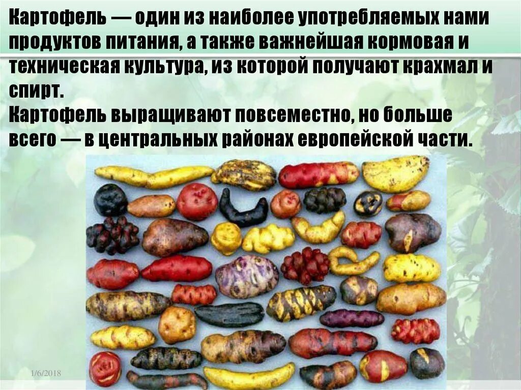 Картофель используется в промышленности для получения. Интересные факты о картошке. интересные факты о картофеле. картофель презентация. картофель это техническая культура.