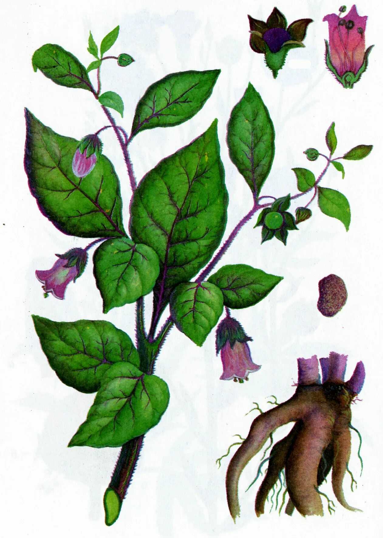 Белладонна красавка обыкновенная. Белладонна красавка обыкновенная. Белладонна ядовитое растение. Красавка обыкновенная. Красавка белладонна.