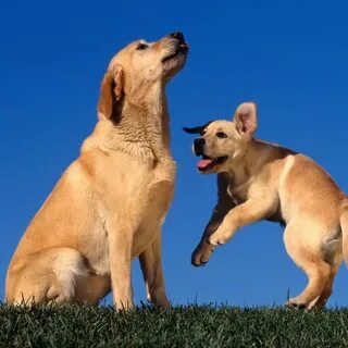 They are dogs